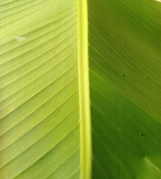 Close-up of a green banana leaf with a bright central midrib and parallel veins, showing natural texture and a fresh tropical pattern.