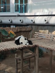 Panda © Winnie