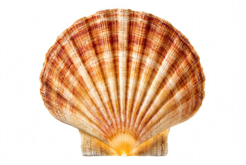 Fan shaped ribbed scallop shell with radial orange patterns © Asif