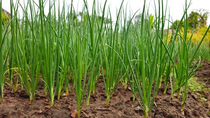 Fototapeta premium Green scallions growing in sacks in a home vegetable garden. Green Onions Growing in Soil Filled Sacks on a Small Vegetable Farm
