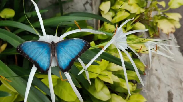 - Blue Morpho Butterfly on White Spider Lily Flower &mdash; 4K Seamless looping animation video background