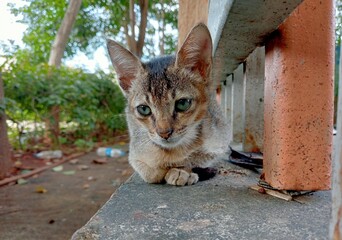 Baby Tabby Cat © Abhishek