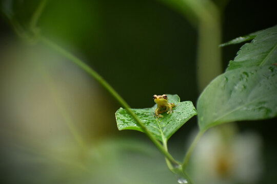 A tiny tree frog rests on a rain-soaked leaf, set against a softly blurred backdrop of natural black and green hues, with plenty of open space around it.