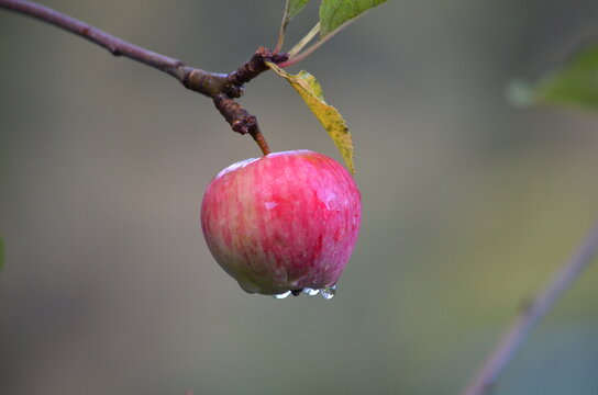 Fresh heritage red apple with rain drops hanging from a branch in an orchard in Balmaha, Scotland.