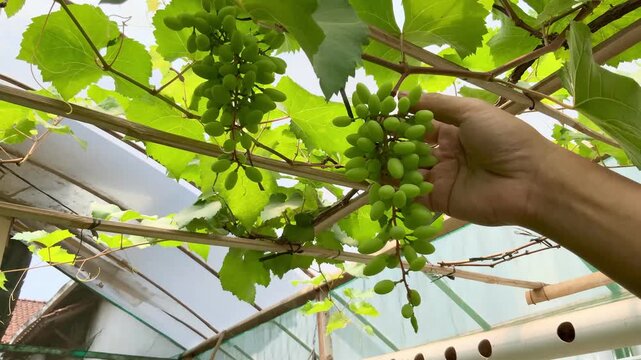 Close-up of a farmer's hand gently checking and inspecting a growing cluster of green unripe grapes on a grapevine trellis in an agricultural vineyard.