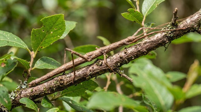 Camouflaged Stick Insect on a Lichen Twig