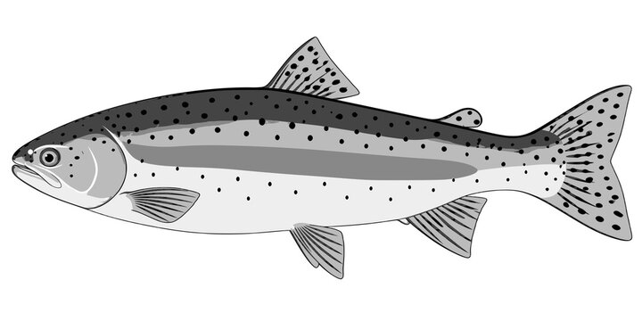 Rainbow trout flat grayscale illustration side view