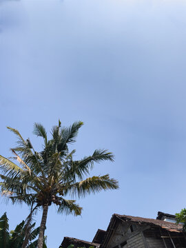 A low-angle view of a coconut tree under a clear blue sky. Bright daylight highlights textured fronds and a traditional tile roof below. Ideal for tropical design backgrounds.
