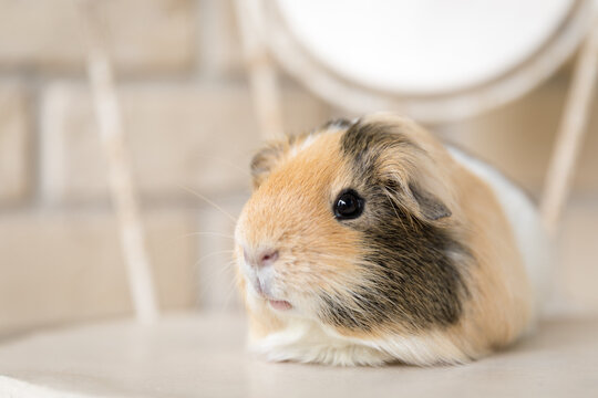 Portrait of a tri-coloured pet guinea pig