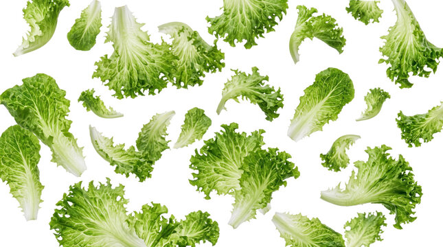 Falling green lettuce leaves isolated on transparent background