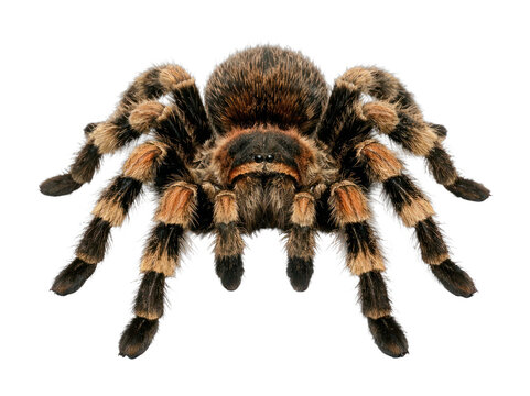 PNG Hairy tarantula on transparent background.