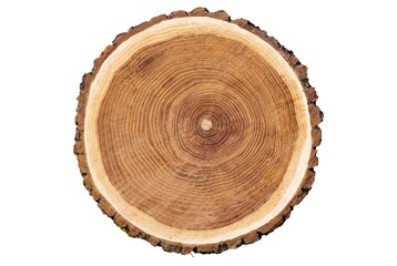 Fototapeta premium Rustic wood slice cross section, tree trunk annual rings, natural timber texture