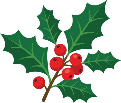 Christmas holly branch with red berries, festive winter evergreen foliage vector, traditional holiday botanical element for seasonal greeting cards