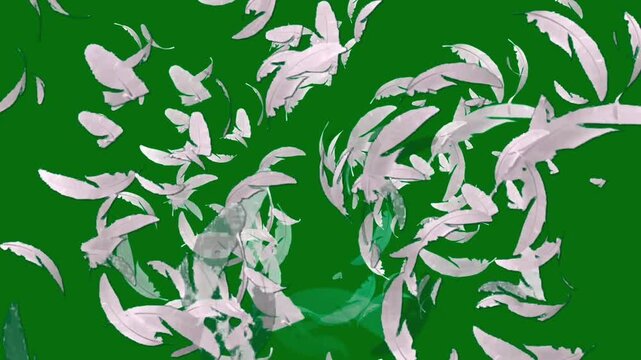 Soft white bird feathers floating gently down on a keyable chroma key green screen background