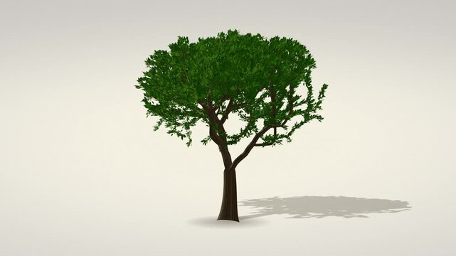 Tree cycling through four seasons from spring blossom to autumn leaf fall and winter snow, seamless loop