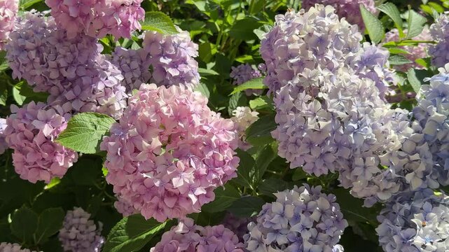 Hydrangea macrophylla blooming bush