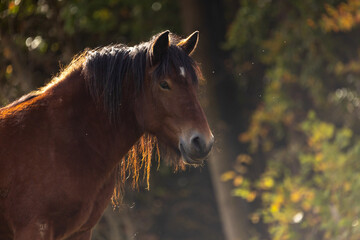 Pferd im Herbst © Nadine Haase