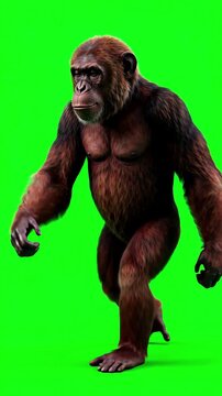 Realistic 3D animated monkey walking in a seamless loop on a chroma key green screen background for video editing and compositing