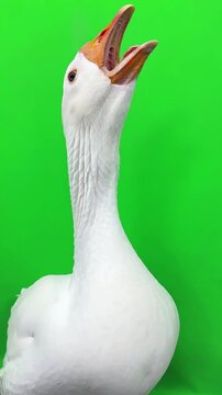 A large white goose opens its beak wide to honk loudly while standing against a solid chroma key green screen background