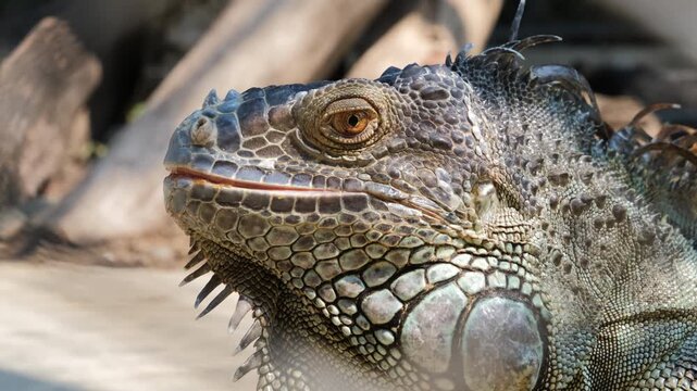 Detailed close-up of a green iguana's face and head scales as it looks attentively around with an alert watchful expression. Reptile concept