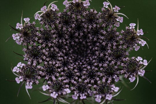 Macro shot of wild carrot flower head. Small purple blooms form intricate circular pattern in nature. Detailed botanical texture shows organic symmetry of umbellifer plant in summer field. Close up