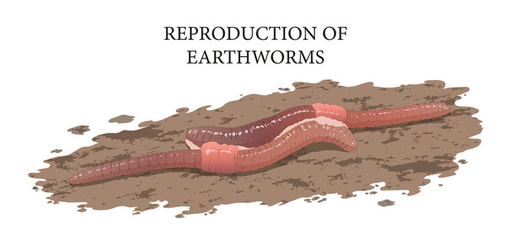 Illustration of the mating process in earthworms