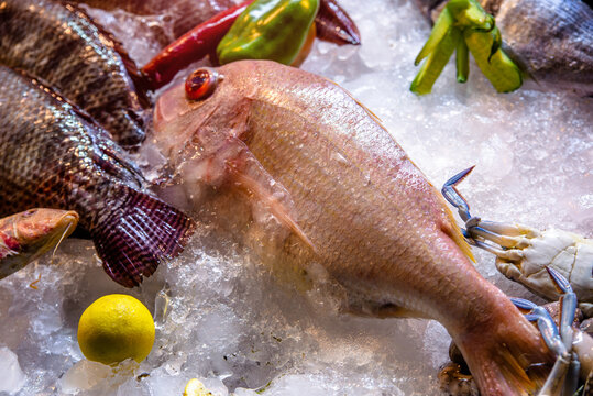 Fresh sea fish lies in ice on the store counter
