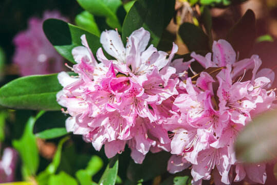 pink rhododendron blooms in the Botanical garden
