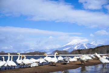 冬の猪苗代湖畔に集まるたくさんの白鳥と雪化粧の磐梯山、青空が広がる美しい絶景 © 藤田 昌宏