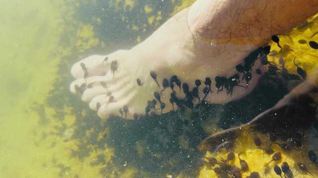 Close-up of feet in shallow pond water with tadpoles nibbling dead skin. Natural outdoor foot spa, biological exfoliation, and wild wellness concept in golden sunlight.