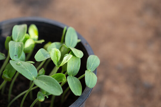green plant in a pot