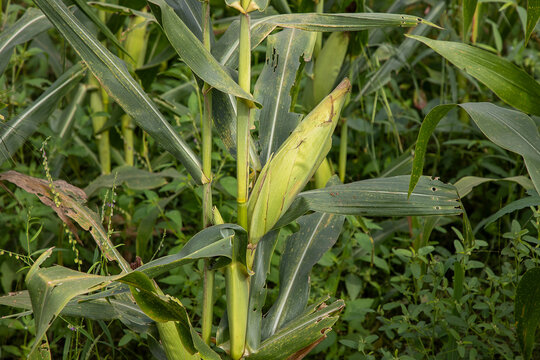 Un champ de ma&iuml;s cultiv&eacute; dans un p&eacute;rim&egrave;tre proteg&eacute; contres les pr&eacute;dateurs , Ouagadougou Burkina Faso