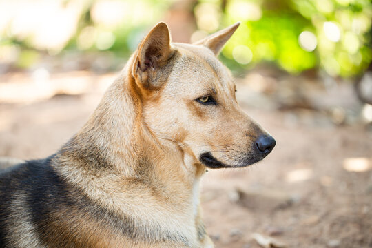 portrait of a dog with blurred background 