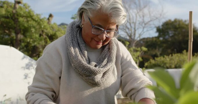 Senior African American woman spotting plant needs, tending bed and adjusting stake, in sweater