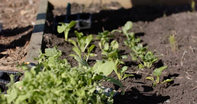 Camera pulling back, revealing seedlings in raised bed, exposing tray and sneaker suggesting person