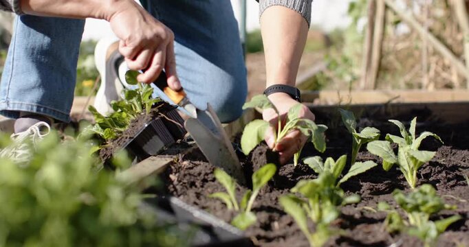 Gardener kneeling at raised wooden bed, removing seedlings from tray and planting to form neat row