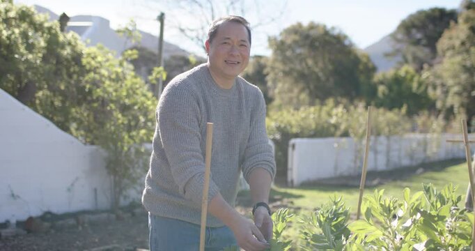 Sun drawing Asian man leaning over raised bed checking leaves near wooden stake smiling gardening