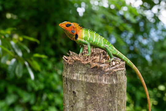 Selective focus Oriental garden lizard (Calotes versicolor) perched on a tree stump in natural environment