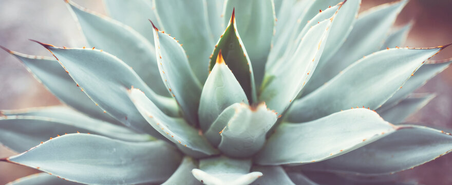 Agave plant showing succulent leaves forming a geometric rosette pattern in natural sunlight