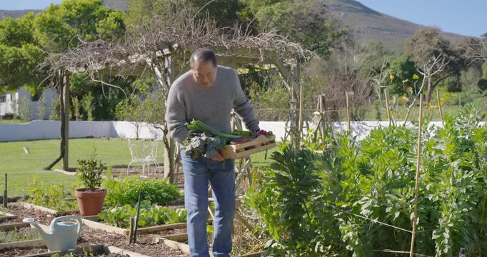 After harvesting Asian man carrying wooden crate walking through garden beds and checking produce