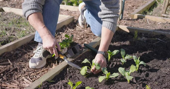 Gardener at raised bed is placing trowel to open holes, lifting plugs, planting plants forming rows
