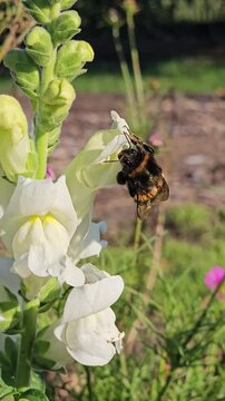 Hummel sammelt Nektar an wei&szlig;en L&ouml;wenm&auml;ulchen in einem bl&uuml;henden Garten &ndash; Best&auml;ubung und Artenvielfalt