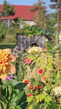 Hummel sammelt Nektar auf einer wei&szlig;en Skabiosenbl&uuml;te im sommerlichen Blumengarten