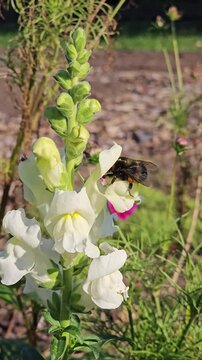 Hummel sammelt Nektar an wei&szlig;en L&ouml;wenm&auml;ulchen in einem bl&uuml;henden Garten &ndash; Best&auml;ubung und Artenvielfalt