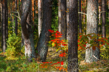Kolorowa jesień w Puszczy Knyszyńskiej, Podlasie, Polska © podlaski49
