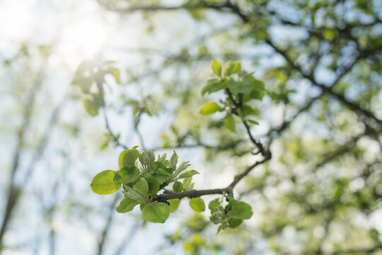 apple blossom in early summer closeup flowers