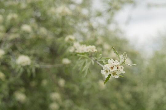 Willow leaf pear blossom in spring