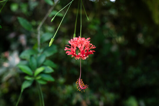 A delicate fringed spider hibiscus flower hanging