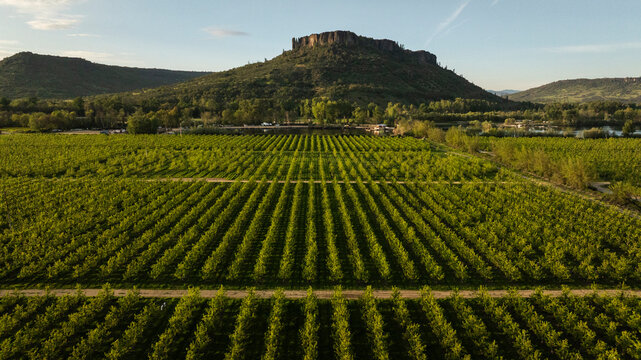 Aerial view of lush green orchard with a butte in the background