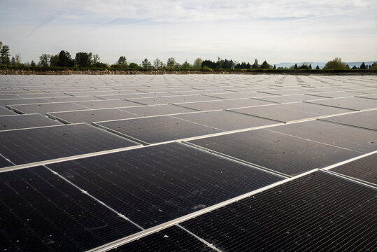 Vast field of solar panels at a renewable energy farm
